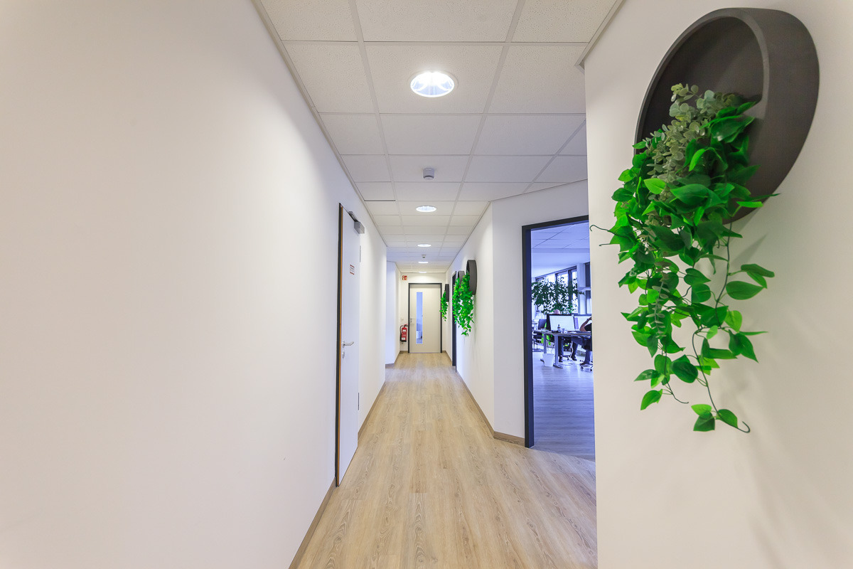 Langer heller Flur im neuen Büro mit Holzboden und einer Hängepflanze